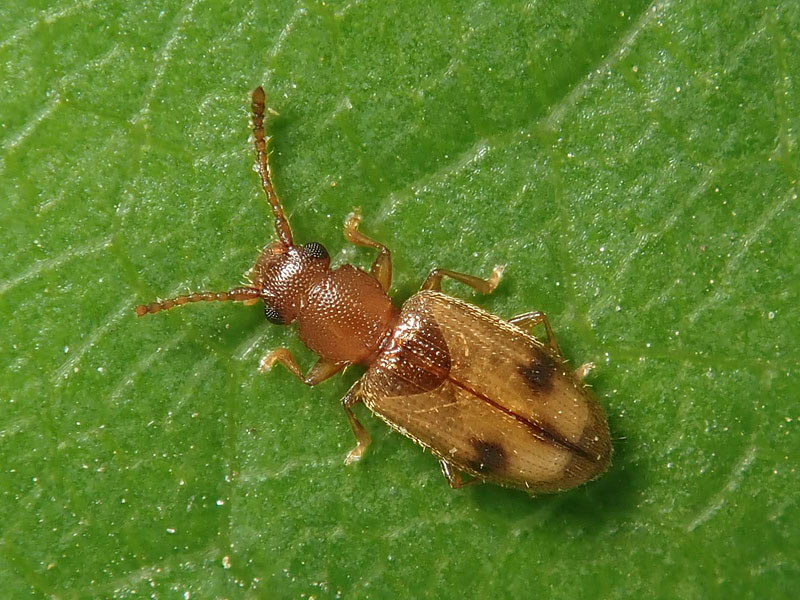 forse Carabidae? No, Silvanidae: Psammoecus cfr. bipunctatus